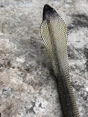 Burmese Spitting Cobra photo 3