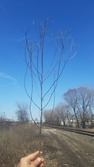 Eupatorium altissimum
