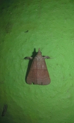 Arta epicoenalis