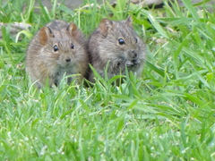 Southern African Vlei Rat photo 2