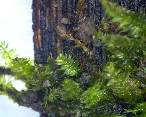 Racopilum cuspidigerum