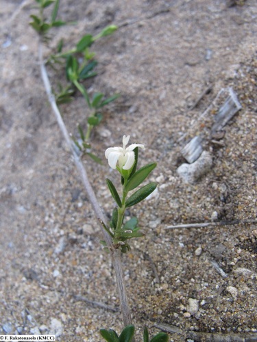 Thamnoldenlandia ambovombensis image