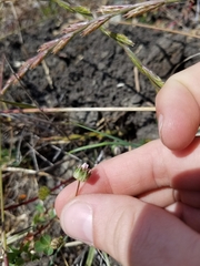 Trifolium microdon