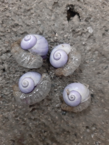 Violet Sea Snail