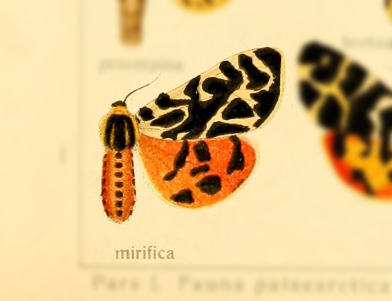 Arctia mirifica