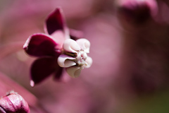 Asclepias cordifolia