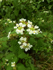 Lantana paraensis