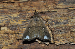 Erebidae