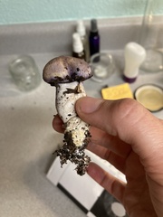 Hygrophorus subsordidus