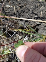 Trifolium microdon
