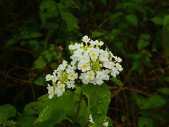 Lantana paraensis