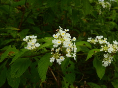 Lantana paraensis