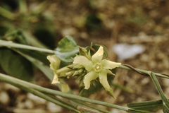 Prestonia mollis