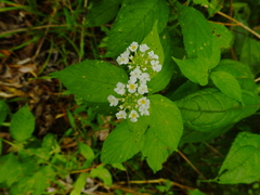 Lantana paraensis