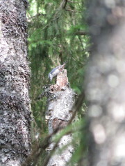 Sitta europaea europaea