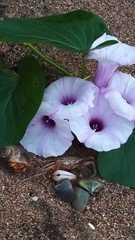 Ipomoea amnicola