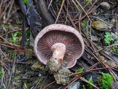 Lactarius vinosus
