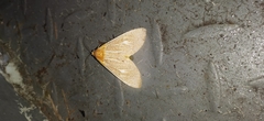 Asota producta