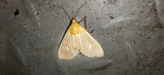 Asota producta