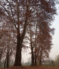 Platanus orientalis