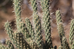 Cylindropuntia ganderi