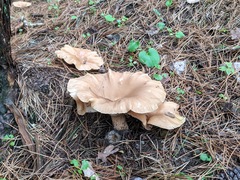Infundibulicybe gigas