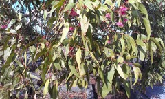 Thaumastocoris peregrinus