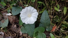 Operculina ventricosa