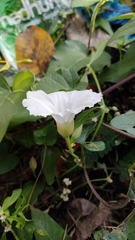 Operculina ventricosa