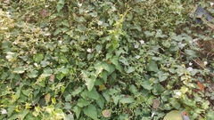 Operculina ventricosa