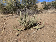Cylindropuntia ganderi