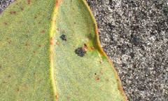 Thaumastocoris peregrinus