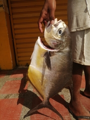 Trachinotus