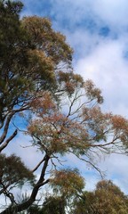 Thaumastocoris peregrinus