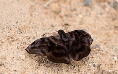 Ebrietas anacreon