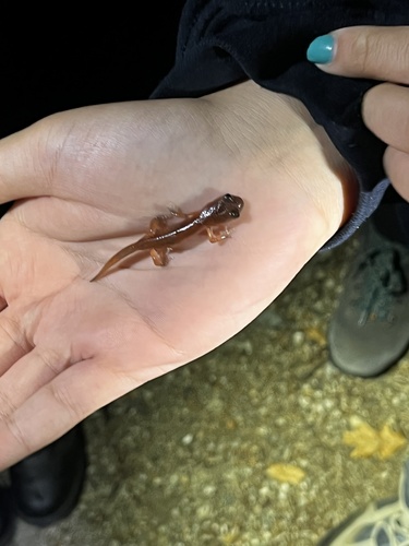 iNaturalist observation photo of Ensatina