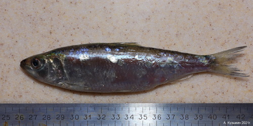Pontic Shad