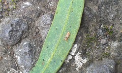 Thaumastocoris peregrinus