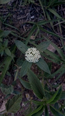 Mitracarpus megapotamicus