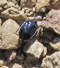 Canthophorus