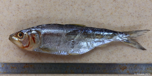 Pontic Shad