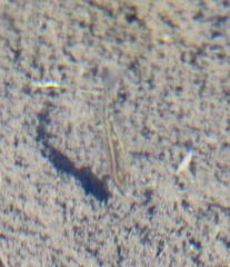 Phalloceros caudimaculatus