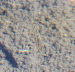 Phalloceros caudimaculatus