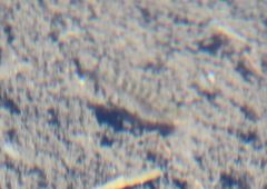 Phalloceros caudimaculatus