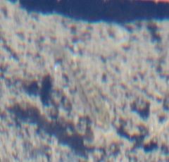 Phalloceros caudimaculatus