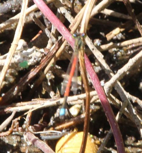 Aurora Bluetail