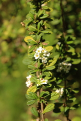 Lippia micromera