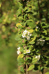 Lippia micromera