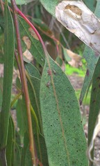 Thaumastocoris peregrinus