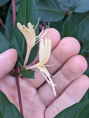 Lonicera japonica